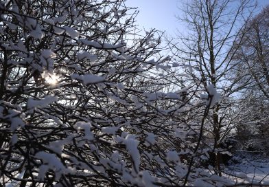 Uroki zimy – zajęcia z aparatem cyfrowym