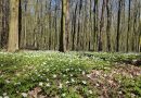 Finał konkursu „Wiosna w obiektywie”