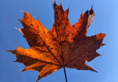 Jesienne liście Jesienne liście