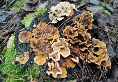 Na grzyby w grudniu?!