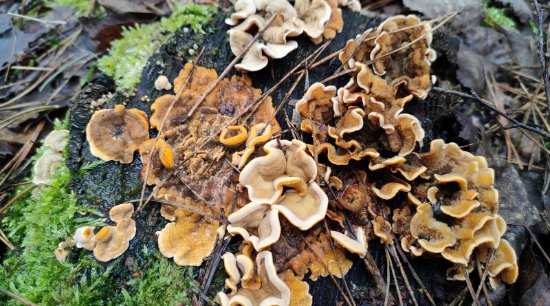 Na grzyby w grudniu?!