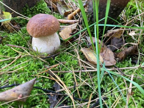 grzyby041
