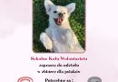 Zbiórka dla psiaków Zbiórka dla psiaków